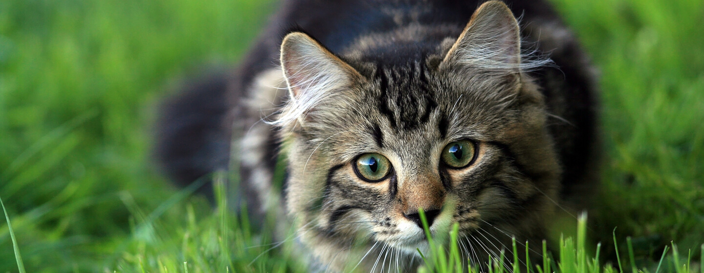 cat-crouching-in-the-grass